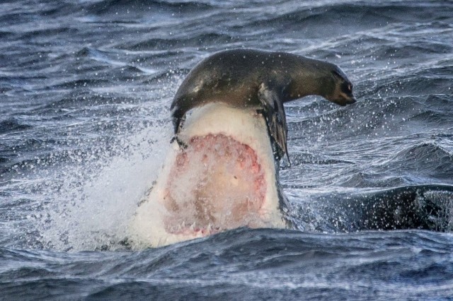 CATERS_Great_White_Shark_Seal_Sequence_11-1024x682