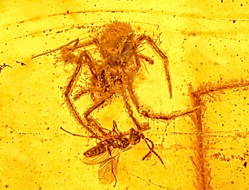100-million-year-old spider attack captured in amber.