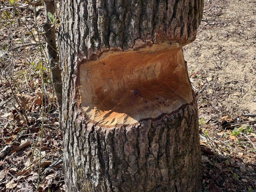 Image of a large section of tree trunk removed by beavers
