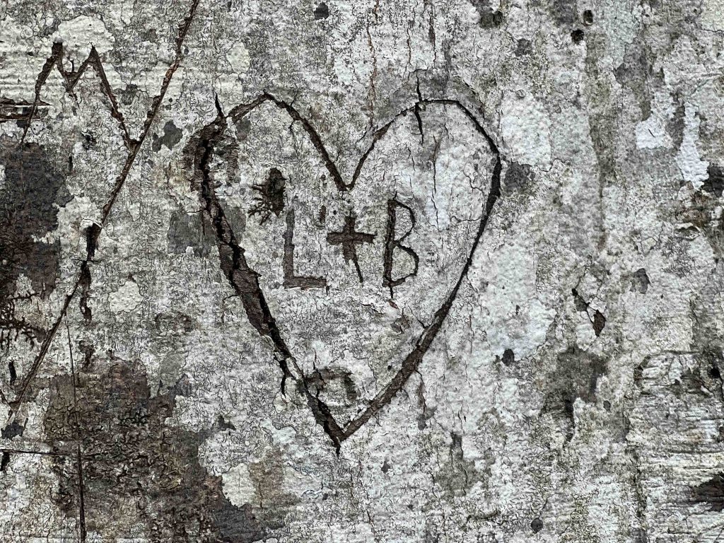 Image of a heart carved into tree with initials